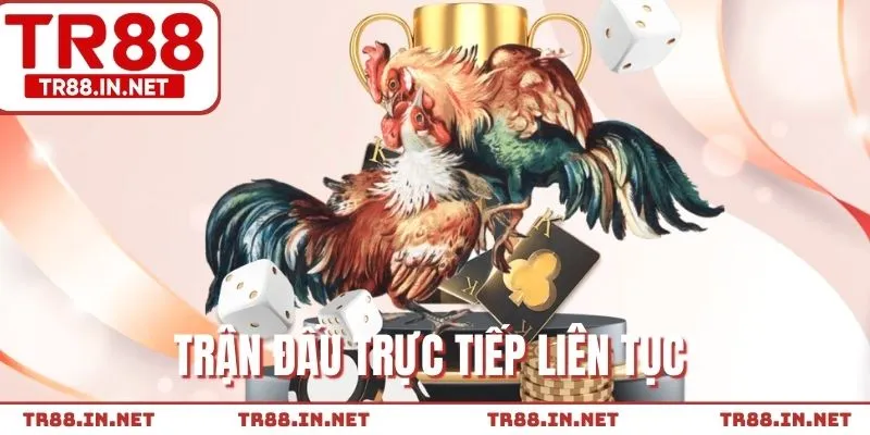 Đảm bảo các trận chọi gà mượt mà không giật lag