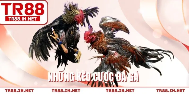 Kèo cược cơ bản khi tham gia đá gà cựa dao